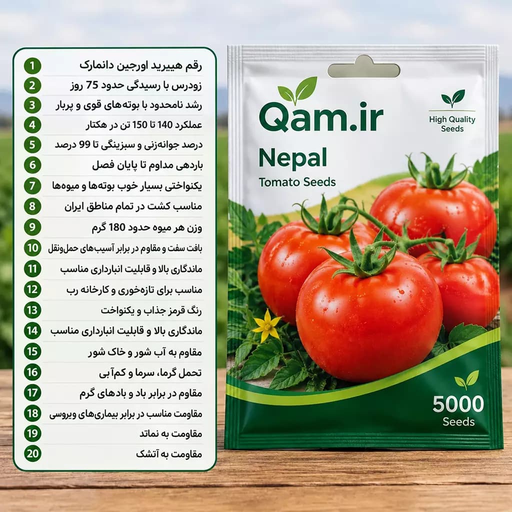 بذر گوجه فرنگی نپال — تصویر ۲