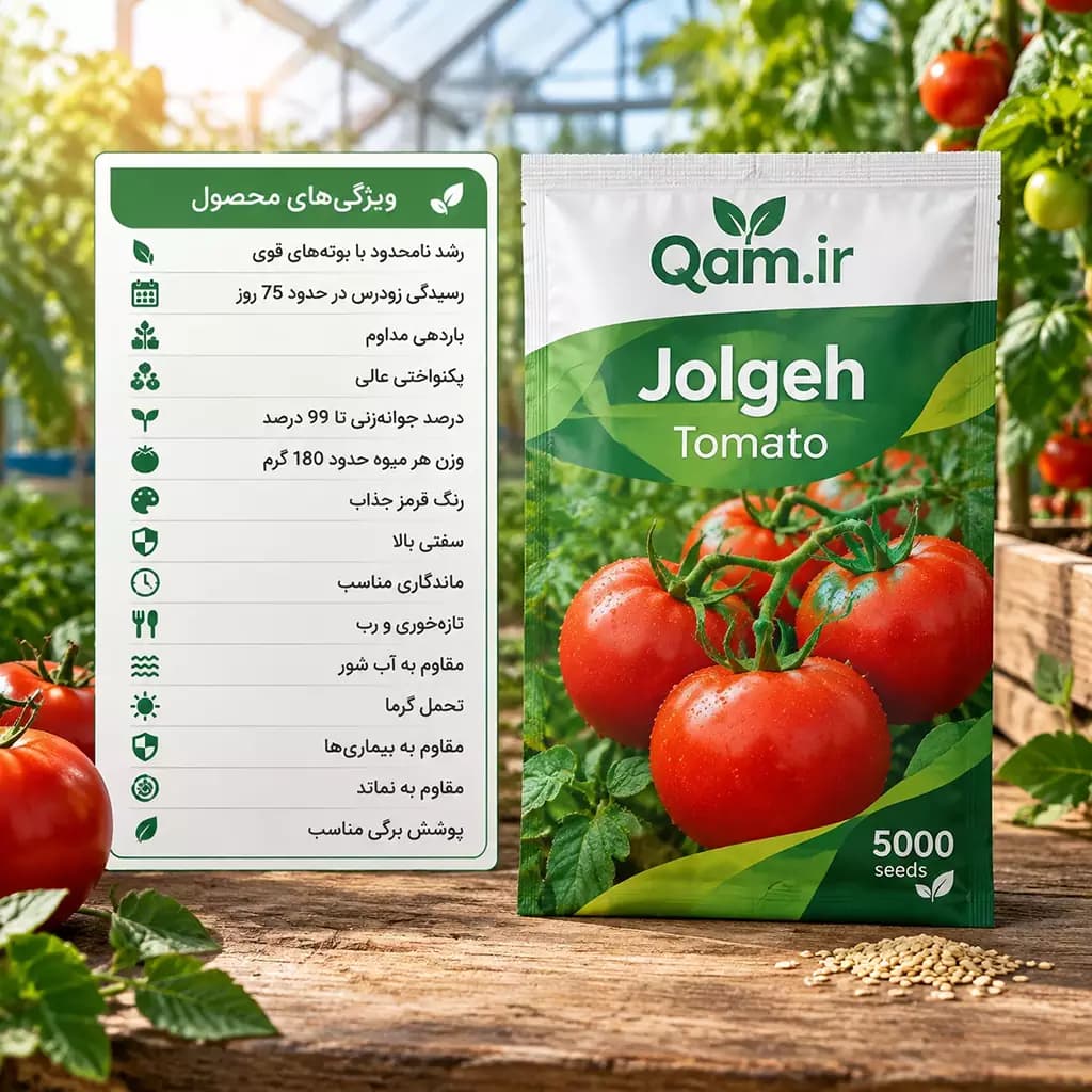 بذر گوجه فرنگی جلگه — تصویر ۲