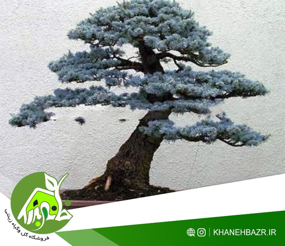 🌲 خرید عمده بذر بونسای سرو نقره ای