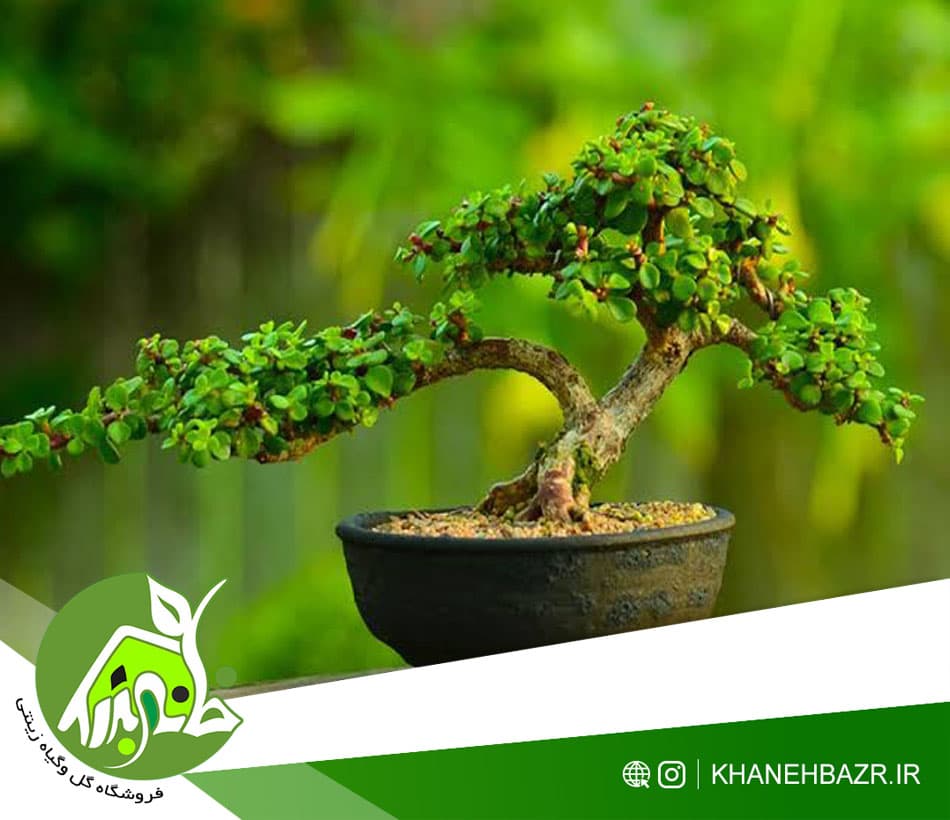 🌳 خرید عمده بذر بونسای برگ نو چینی