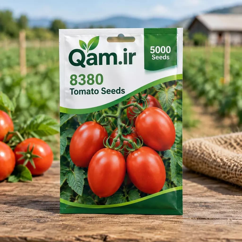 بذر گوجه فرنگی 8380