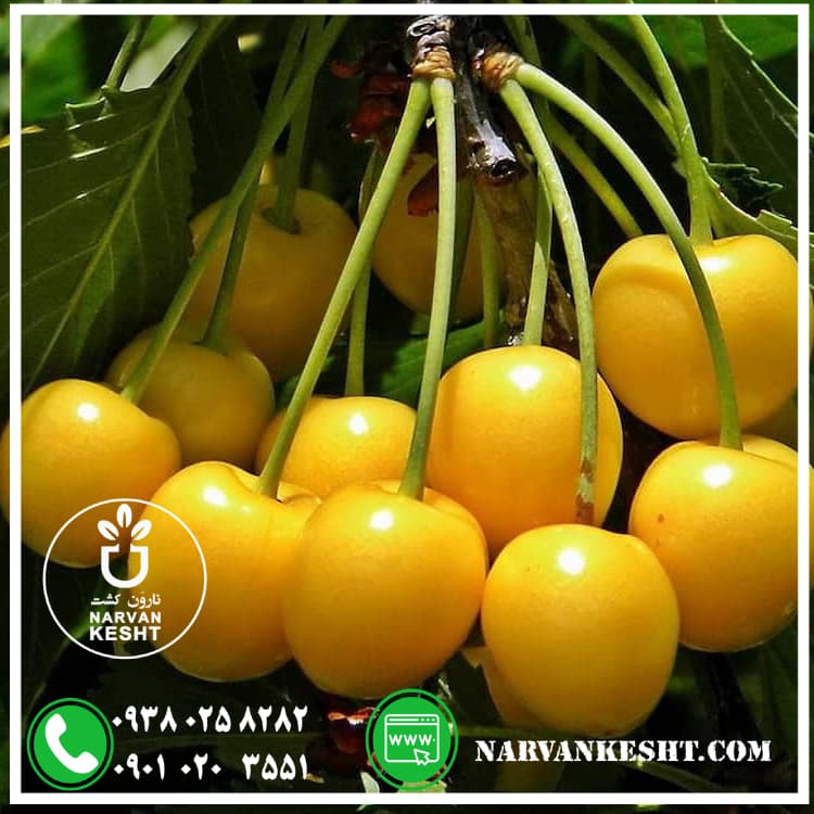 نهال گیلاس زرد اورمیه