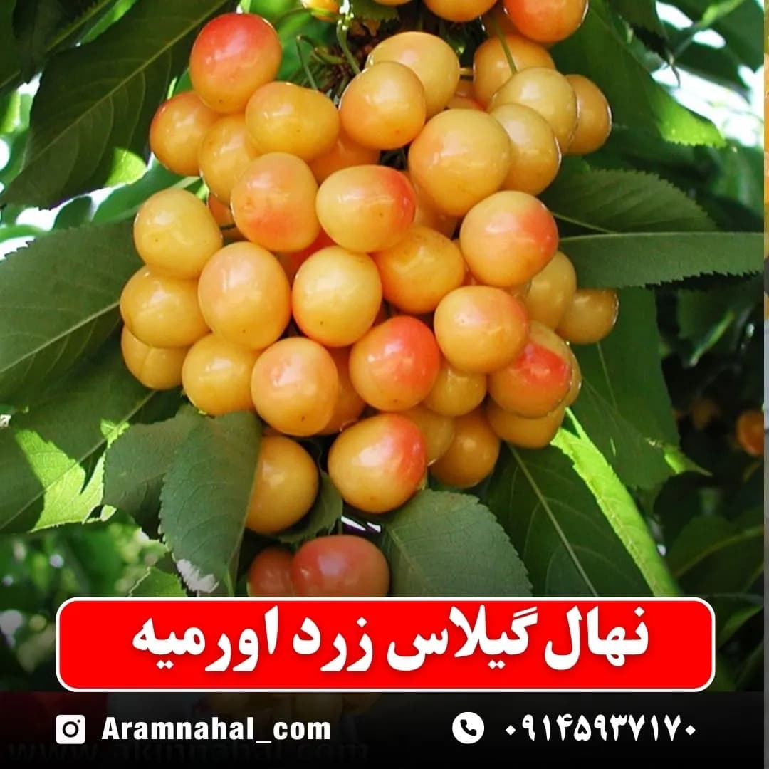نهال گیلاس زرد اورمیه — تصویر ۲