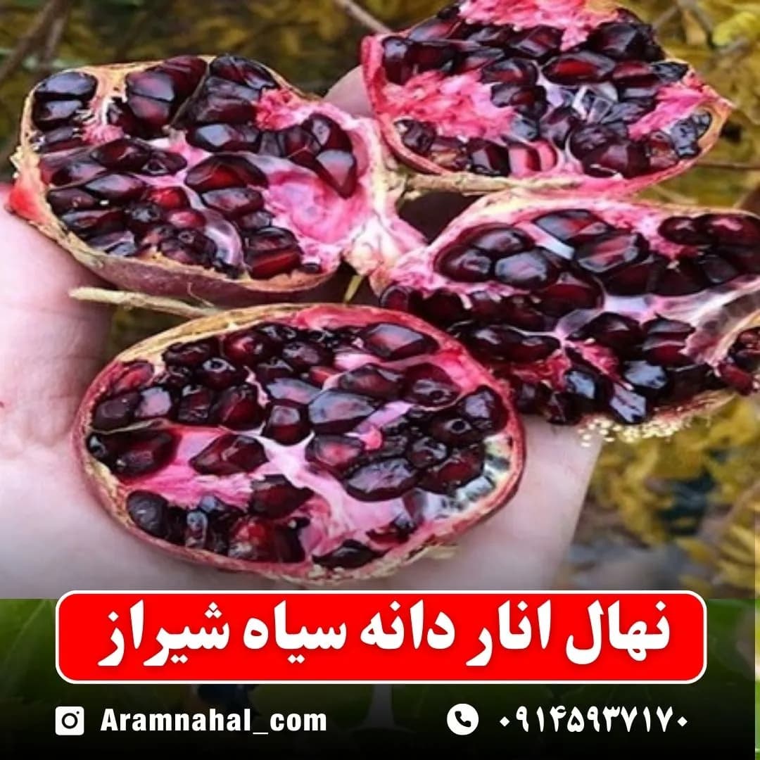 نهال انار دانه سیاه شیراز