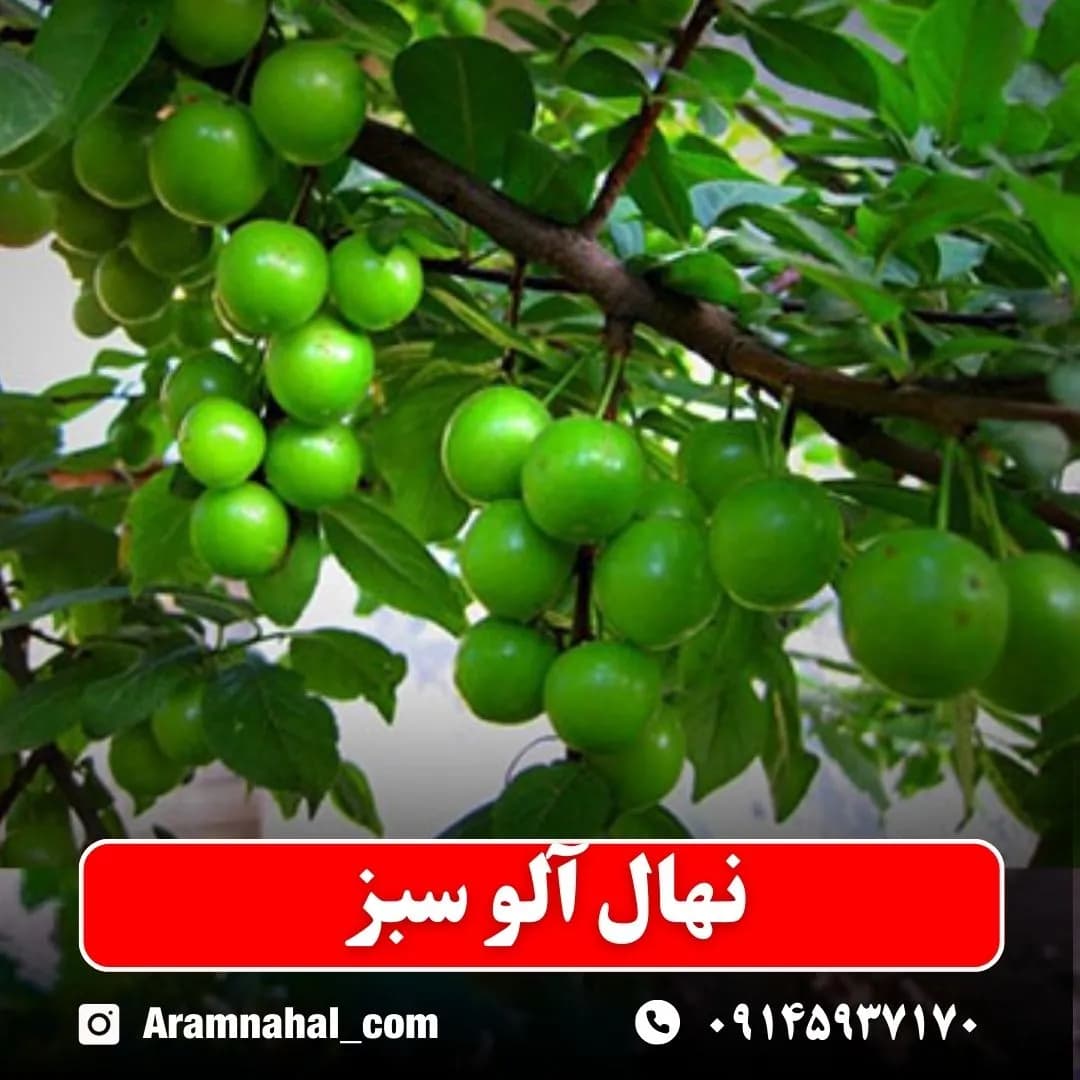 نهال آلو سبز
