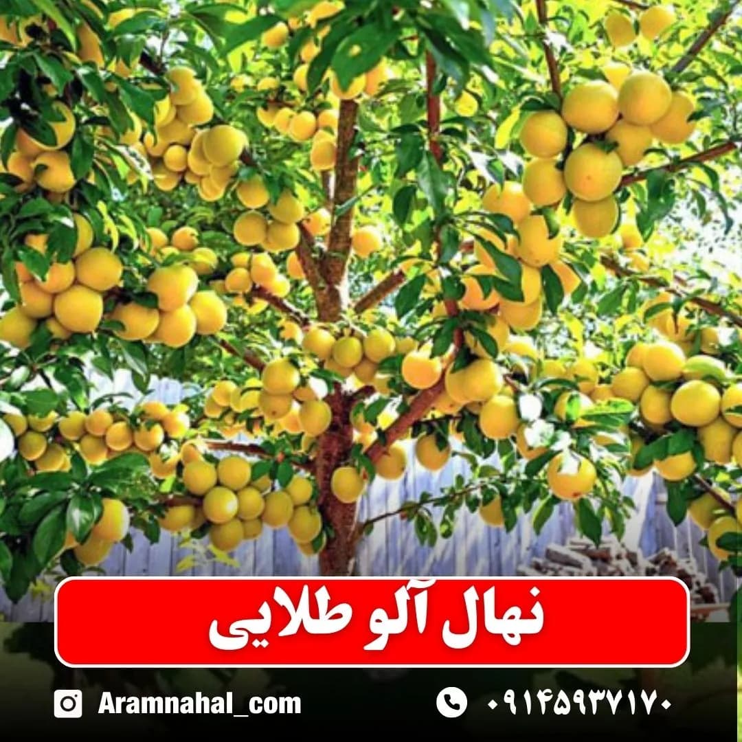 نهال آلو طلایی