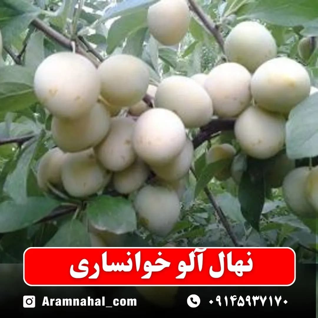 نهال آلو خوانساری