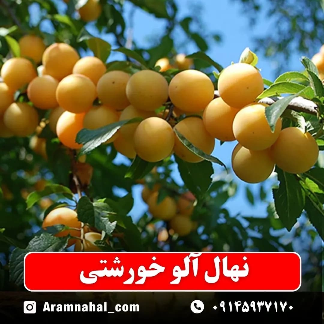 نهال آلو خورشتی