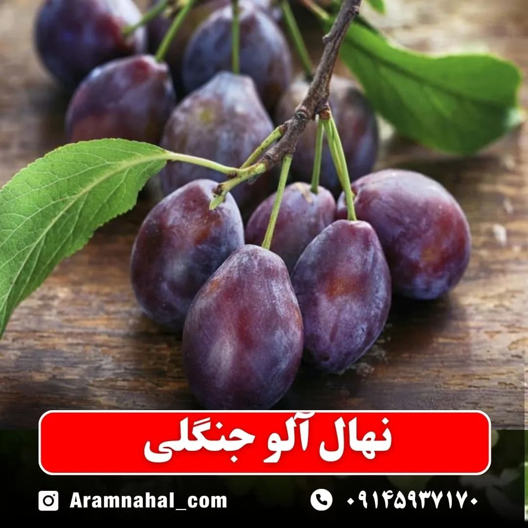 نهال آلو جنگلی