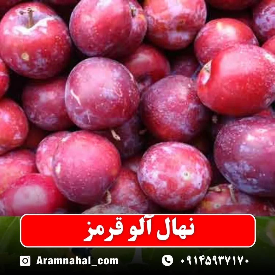 نهال آلو قرمز