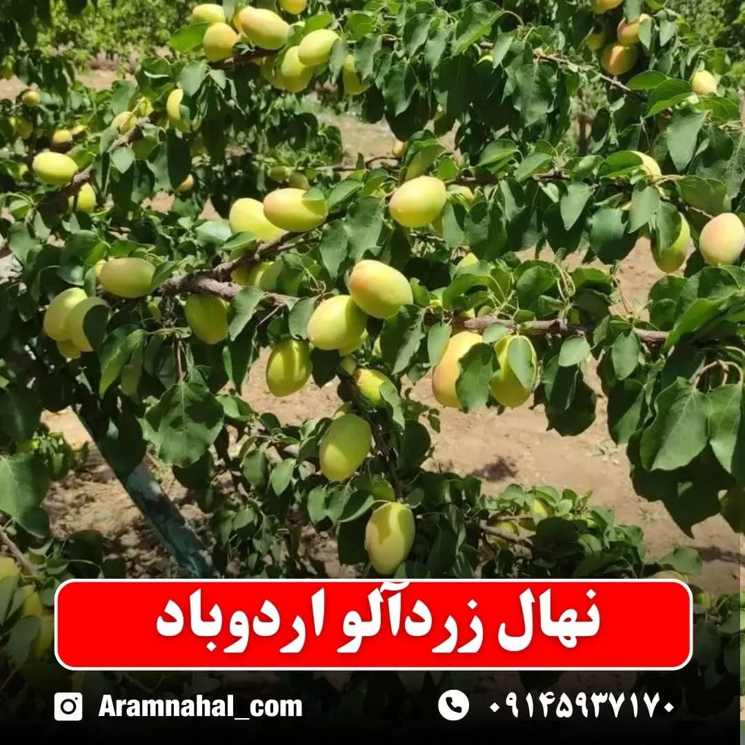 نهال زردآلو اردوباد