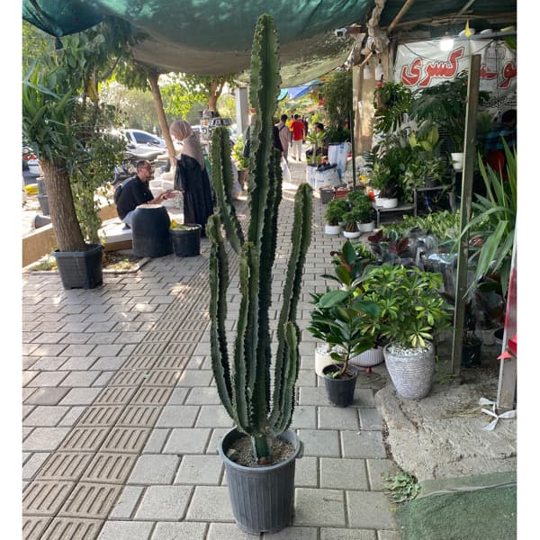 کاکتوس افوربیا 1/5 متری — تصویر ۲