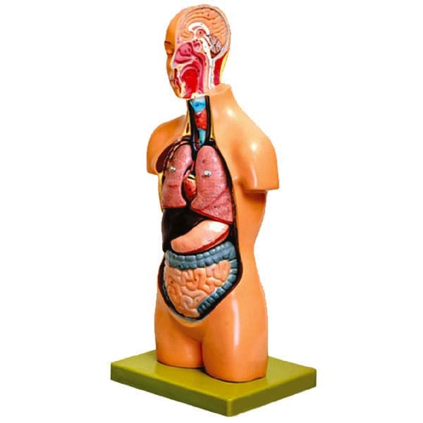 مولاژ نیم تنه بدن انسان (مقطع سر)، 9 قسمتی