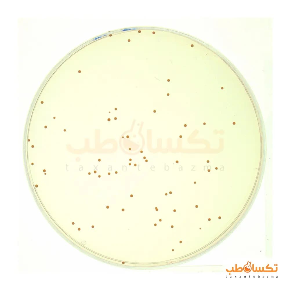 سوش استاندارد استافیلوکوکوس اورئوس ATCC 25923 پادتن طب