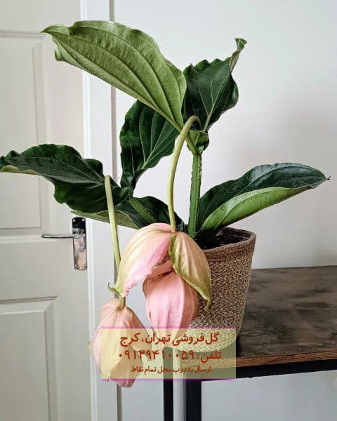 ارکیده فیلیپینی برای تزیین نمایشگاه‌ها
