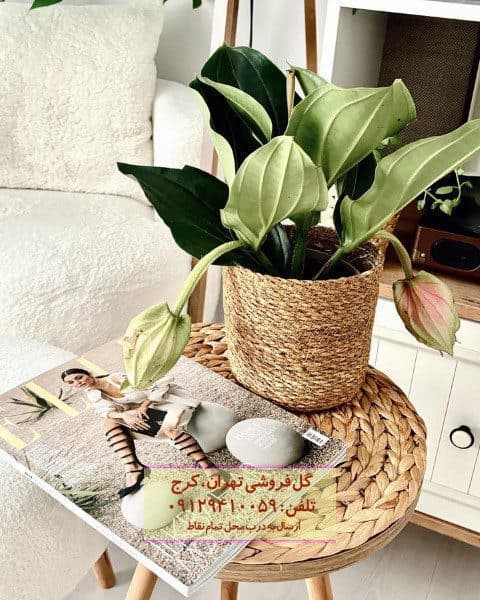 ارکیده فیلیپینی برای زیباسازی حیاط خانه