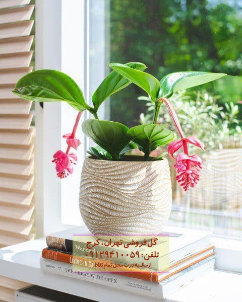 گیاه خوشه آویز برای بالکن‌های نورگیر