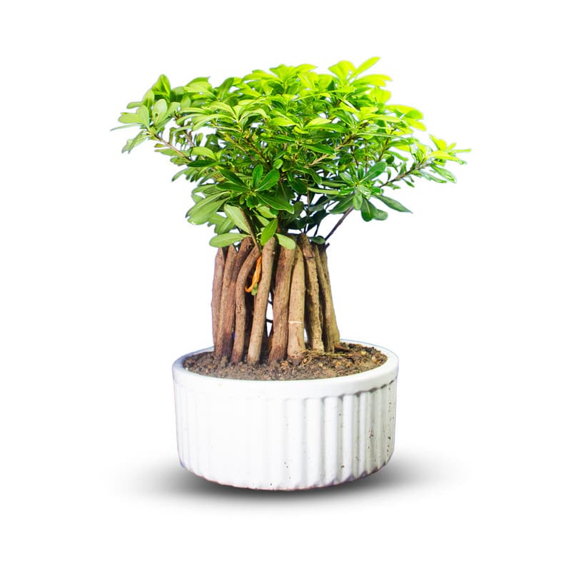 گیاه طبیعی بونسای میخک کد 05