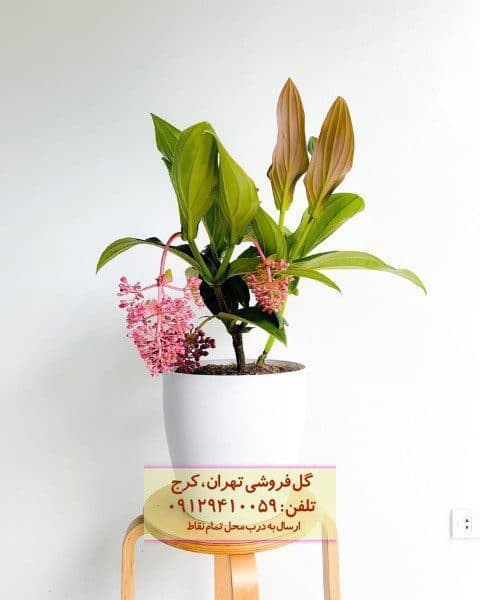 خوشه آویز برای زیباسازی خانه