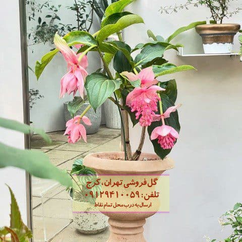 فروش خوشه آویز برای تزئین تراس