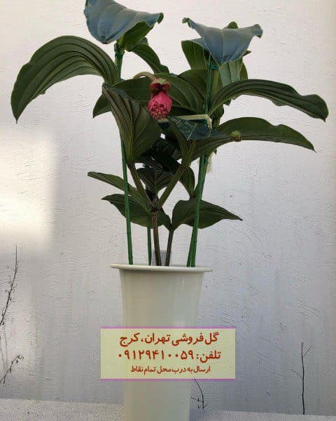 ارکیده فیلیپینی برای دکوراسیون پذیرایی