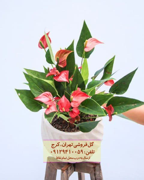گیاه آنتوریوم مناسب برای تزئین فضای عمومی