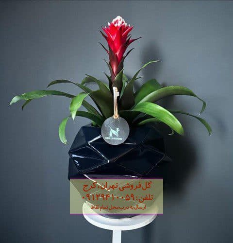 فروش گیاه بروملید برای زیباسازی حیاط