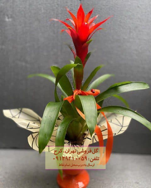 گیاه بروملید مناسب برای تزیین فضای عمومی