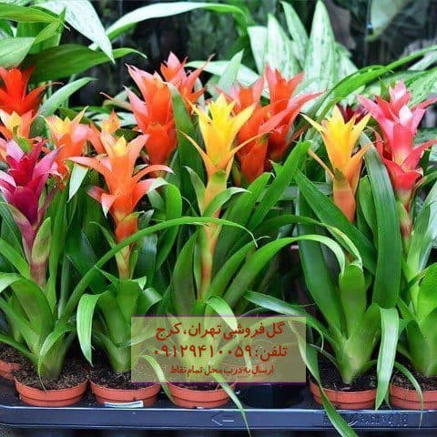 فروش گیاه بروملید برای طراحی محیط کار مشترک