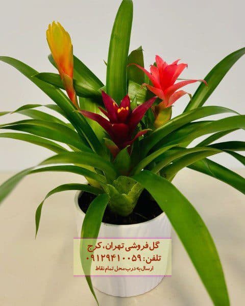 گیاه آناناسی برای زیباسازی ورودی مغازه
