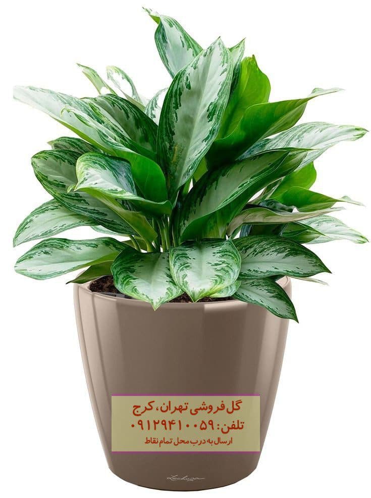 گیاه آگلونما نقرهای برای زیباسازی کنار پنجره