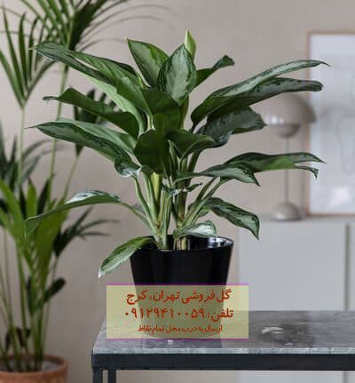 آگلونما نقره‌ای برای دکوراسیون مطب
