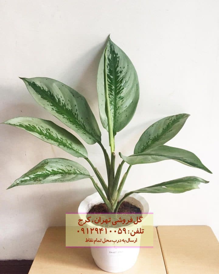 گیاه آگلونما نقره‌ای برای تزئین بالکن آپارتمان