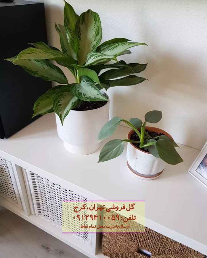 گیاه آگلونما نقره‌ای برای فضای داخلی فروشگاه