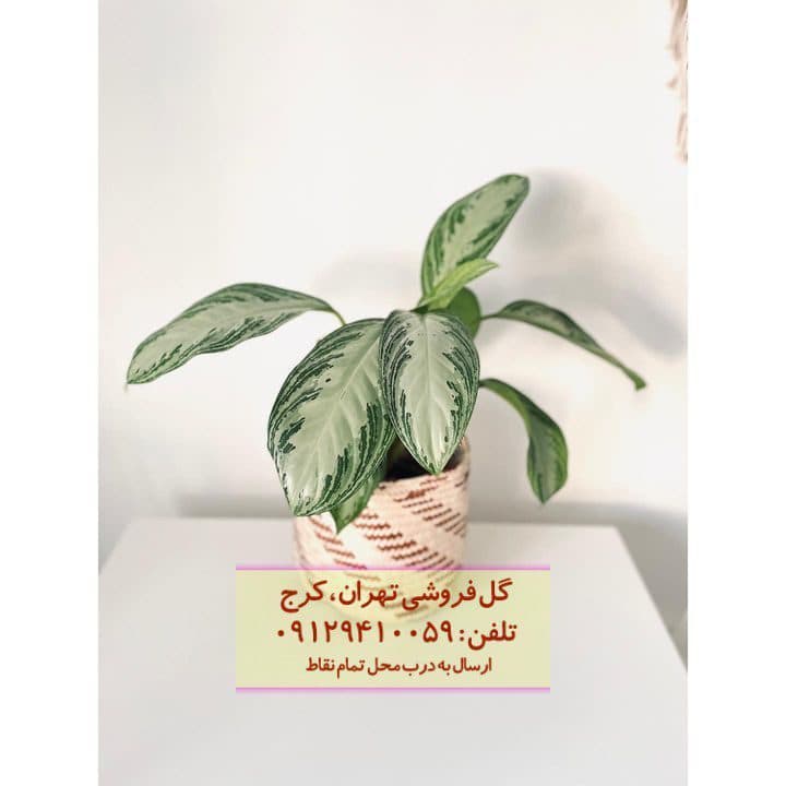 گیاه آگلونما نقره‌ای برای فضای سبز حیاط خلوت