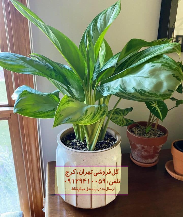 فروش گیاه آگلونما نقره‌ای برای زیباسازی ورودی بیمارستان