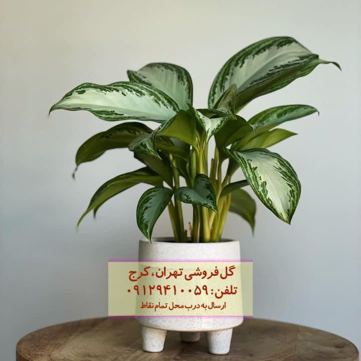 آگلونما نقره‌ای برای زیباسازی ورودی خانه