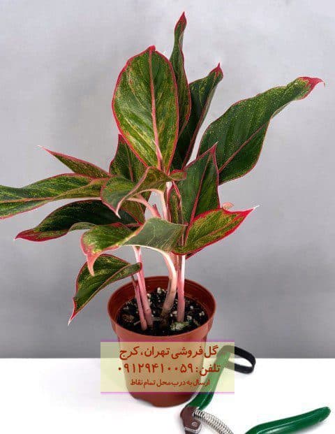فروش گیاه آگلونما برای تزئین فضای باز کافی‌شاپ