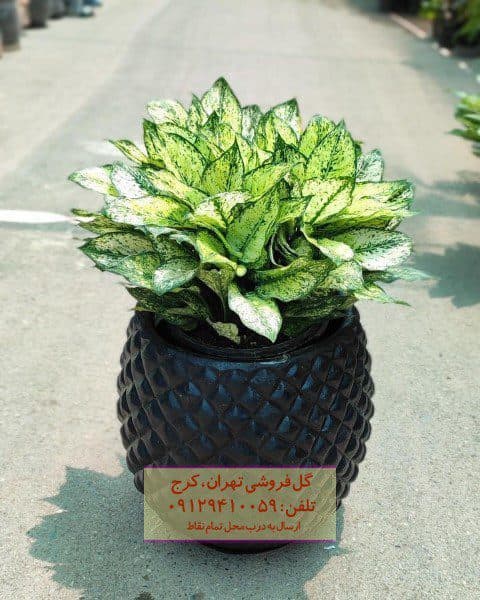 گیاه آگلونما برای چیدمان آشپزخانه