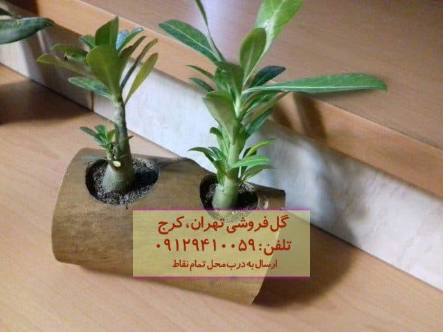فروش گیاه آدنیوم برای تزئین رستوران