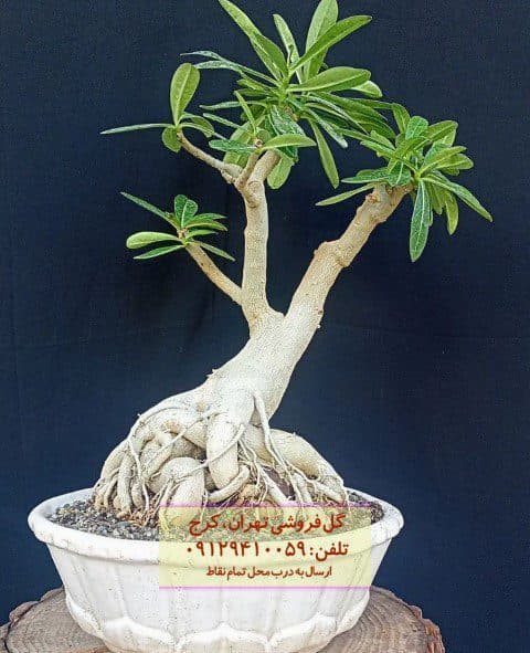 گیاه آدنیوم برای بالکنهای پرنور