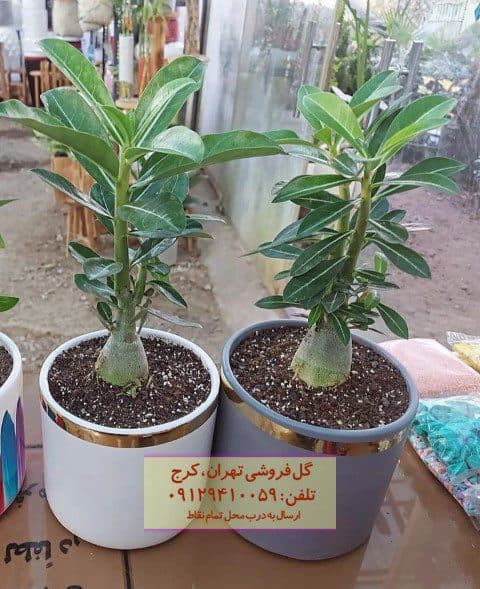 فروش گیاه آدنیوم برای چیدمان تراس شیشه‌ای