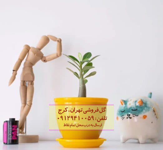 گیاه آدنیوم برای دیزاین دفتر املاک