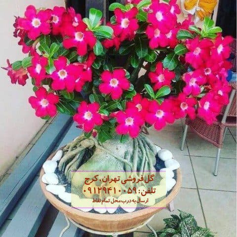 فروش آدنیوم برای طراحی تراس سبز