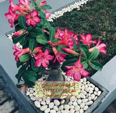 فروش گیاه آدنیوم برای چیدمان فضای مطب