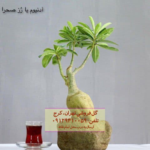 فروش گیاه آدنیوم برای دیزاین آپارتمان کوچک