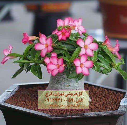 گیاه آدنیوم مناسب برای تزئین پاسیو خانه