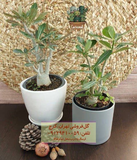 فروش گیاه آدنیوم برای تزئین پنجره