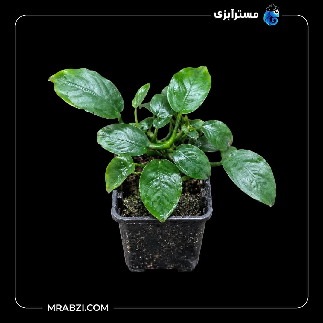 گیاه آکواریومی آنوبیاس نانا پکسینگ