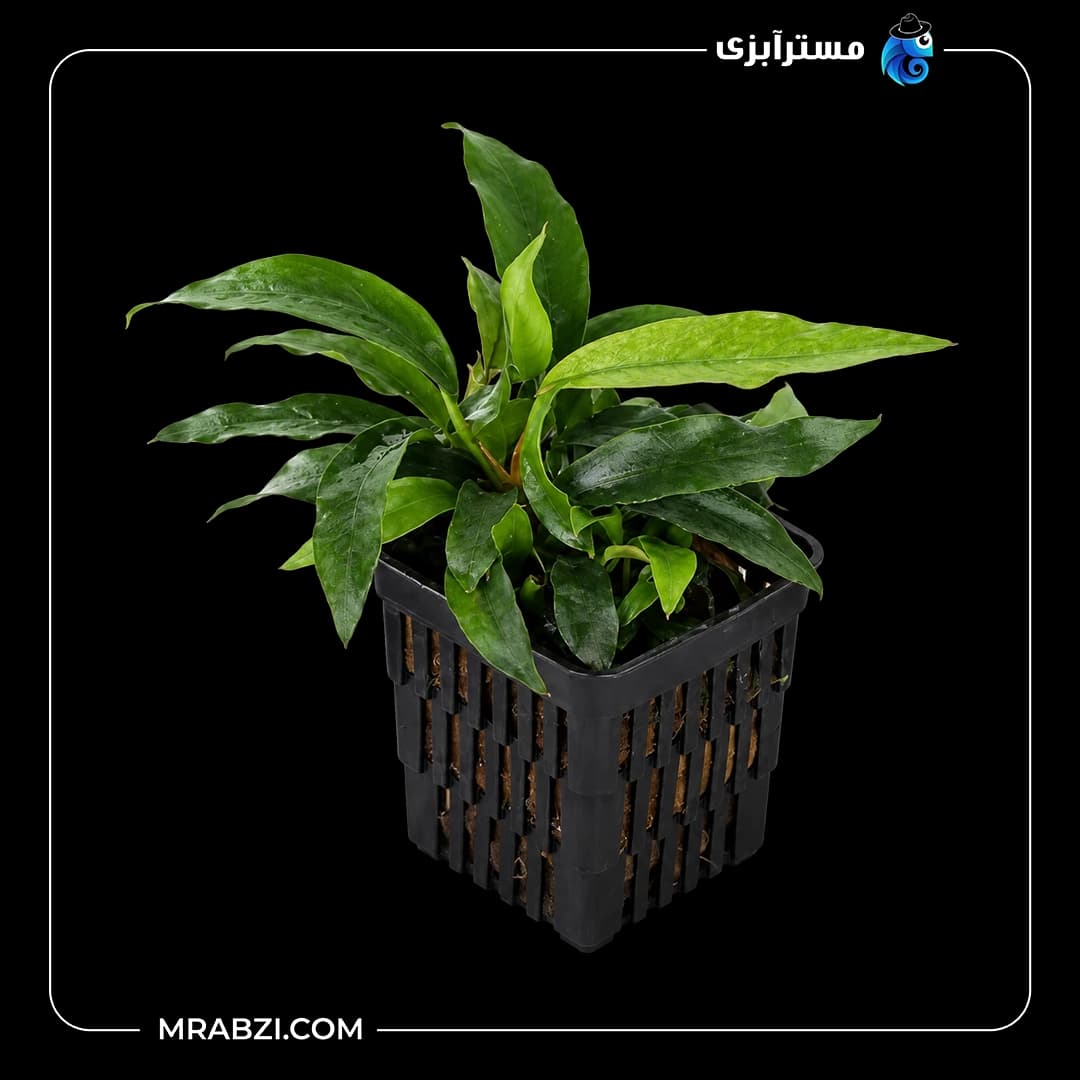 گیاه آکواریومی آنوبیاس بارتری وارگلابرا اسمال لیف